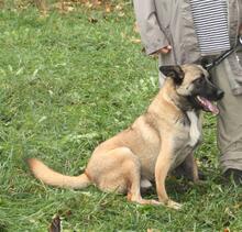 TERRY, Hund, Mischlingshund in Belgien - Bild 1