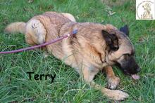 TERRY, Hund, Mischlingshund in Belgien - Bild 2