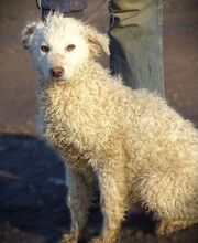 CLIVE, Hund, Mischlingshund in Rumänien - Bild 2