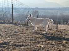 LUDWIG, Hund, Mischlingshund in Rumänien - Bild 5