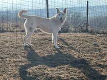 LUDWIG, Hund, Mischlingshund in Rumänien - Bild 6