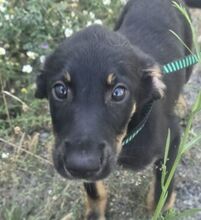 ABEL, Hund, Mischlingshund in Portugal - Bild 1