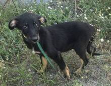 ABEL, Hund, Mischlingshund in Portugal - Bild 2