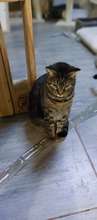 CHITTA, Katze, Europäisch Kurzhaar in Bulgarien - Bild 4