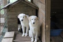 CARAMEL, Hund, Maremmano-Mix in Italien - Bild 19