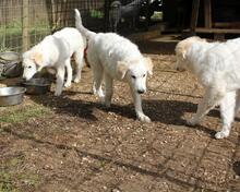 CARAMEL, Hund, Maremmano-Mix in Italien - Bild 21