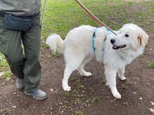 CARAMEL, Hund, Maremmano-Mix in Italien - Bild 3