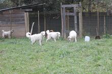 CRUMBLE, Hund, Maremmano-Mix in Italien - Bild 9