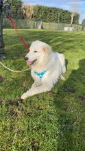 CUSTARD, Hund, Maremmano-Mix in Italien - Bild 2