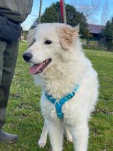 CUSTARD, Hund, Maremmano-Mix in Italien - Bild 4