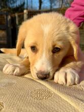 NIKOLAUS, Hund, Spinone Italiano-Maremmano-Mix in St. Ingbert - Bild 10