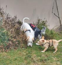 NIKOLAUS, Hund, Spinone Italiano-Maremmano-Mix in St. Ingbert - Bild 7