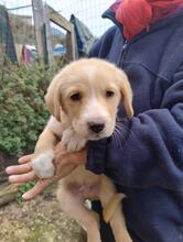 NIKOLAUS, Hund, Spinone Italiano-Maremmano-Mix in St. Ingbert - Bild 8