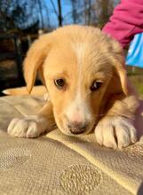 NIKOLAUS, Hund, Spinone Italiano-Maremmano-Mix in St. Ingbert - Bild 9