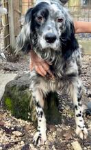 GIADA, Hund, English Setter-Mix in Italien - Bild 1