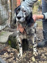 GIADA, Hund, English Setter-Mix in Italien - Bild 2