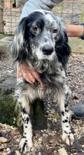 GIADA, Hund, English Setter-Mix in Italien - Bild 3