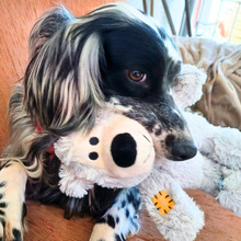 GIADA, Hund, English Setter-Mix in Osnabrück - Bild 1