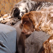 GIADA, Hund, English Setter-Mix in Osnabrück - Bild 10