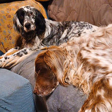 GIADA, Hund, English Setter-Mix in Osnabrück - Bild 2