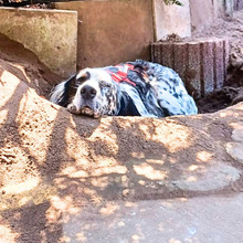 GIADA, Hund, English Setter-Mix in Osnabrück - Bild 3