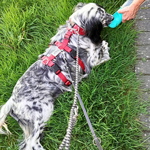 GIADA, Hund, English Setter-Mix in Osnabrück - Bild 4