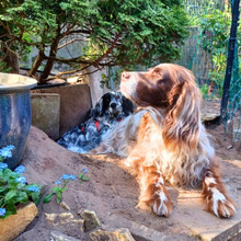 GIADA, Hund, English Setter-Mix in Osnabrück - Bild 5