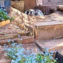 GIADA, Hund, English Setter-Mix in Osnabrück - Bild 6