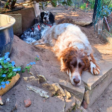 GIADA, Hund, English Setter-Mix in Osnabrück - Bild 7