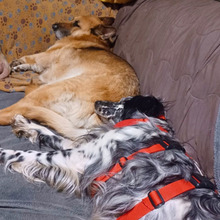 GIADA, Hund, English Setter-Mix in Osnabrück - Bild 8