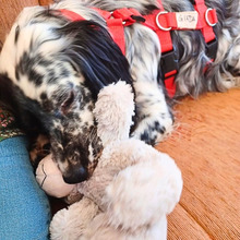 GIADA, Hund, English Setter-Mix in Osnabrück - Bild 9