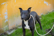 SONNY, Hund, mischling in Kroatien - Bild 2