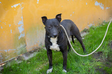 SONNY, Hund, mischling in Kroatien - Bild 3