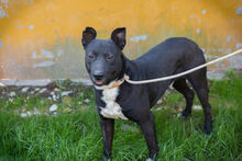 SONNY, Hund, mischling in Kroatien - Bild 4