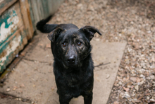 MADOG, Hund, Mischlingshund in Kroatien - Bild 1