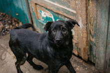 MADOG, Hund, Mischlingshund in Kroatien - Bild 2