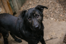 MADOG, Hund, Mischlingshund in Kroatien - Bild 3