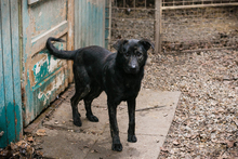 MADOG, Hund, Mischlingshund in Kroatien - Bild 4