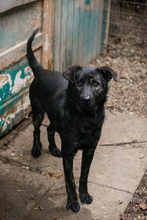 MADOG, Hund, Mischlingshund in Kroatien - Bild 5