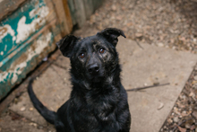 MADOG, Hund, Mischlingshund in Kroatien - Bild 6