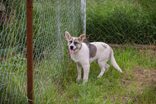 TOMMI, Hund, Mischlingshund in Kroatien - Bild 7