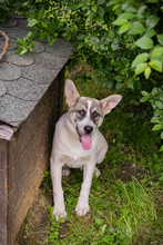 TOMMI, Hund, Mischlingshund in Kroatien - Bild 8
