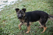 MINU, Hund, Deutscher Schäferhund-Mix in Kroatien - Bild 1