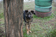 MINU, Hund, Deutscher Schäferhund-Mix in Kroatien - Bild 3