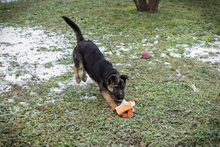 MINU, Hund, Deutscher Schäferhund-Mix in Kroatien - Bild 4