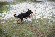 MINU, Hund, Deutscher Schäferhund-Mix in Kroatien - Bild 6