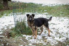 MINU, Hund, Deutscher Schäferhund-Mix in Kroatien - Bild 7