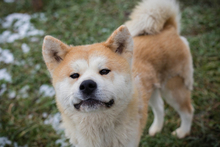 HACHIKO, Hund, Akita Inu-Mix in Kroatien - Bild 1