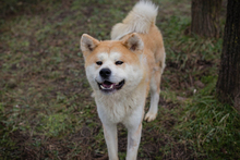 HACHIKO, Hund, Akita Inu-Mix in Kroatien - Bild 2