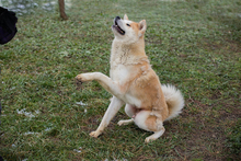 HACHIKO, Hund, Akita Inu-Mix in Kroatien - Bild 3